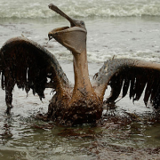 Oil Spill Prayer –  Idea Thumbnail
